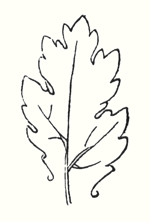 Acanthus Leaf